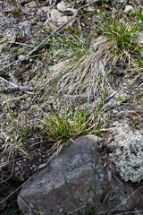Carex melanocarpa