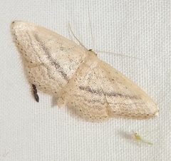 Idaea mediaria