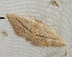Idaea mediaria