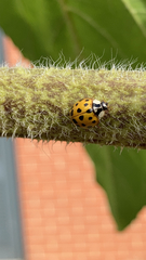 Harmonia axyridis