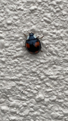 Harmonia axyridis
