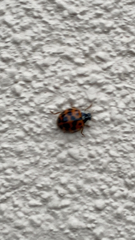 Harmonia axyridis