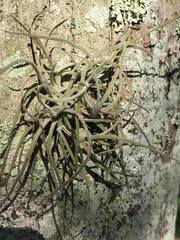 Tillandsia recurvata image
