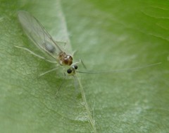 Stenopsocus