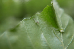 Stenopsocus