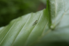 Stenopsocus