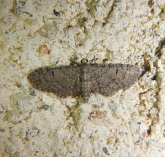 Eupithecia ultimaria