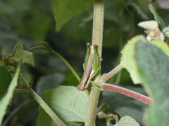 Pseudoxya