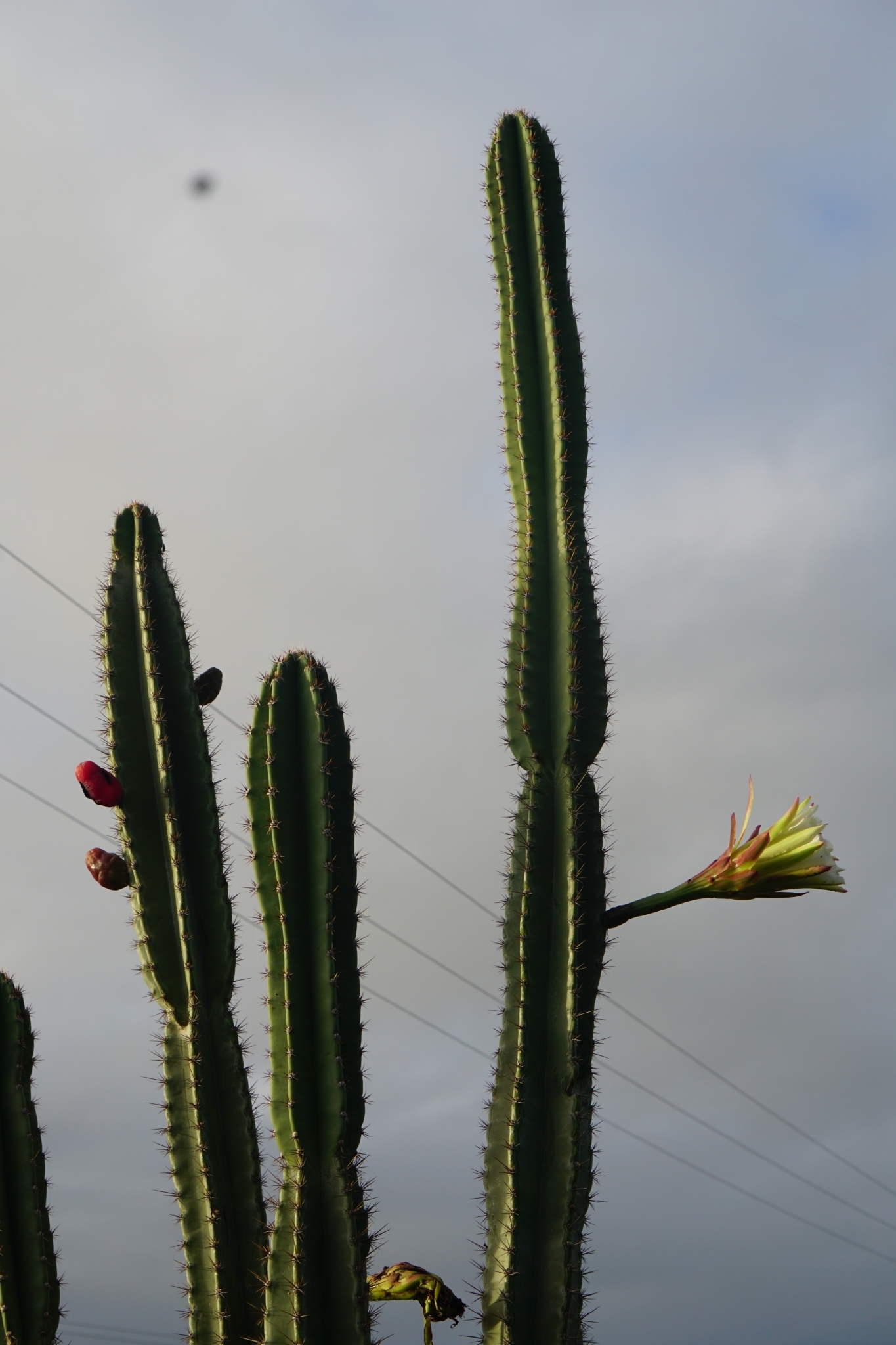 Cereus jamacaru