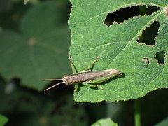 Pseudoxya