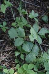 Rubus arcticus