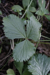 Rubus arcticus