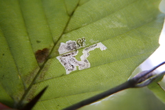 Stigmella hemargyrella