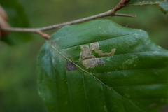Stigmella hemargyrella