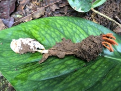 Cordyceps nidus