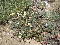 Eriogonum douglasii