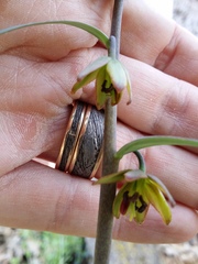 Fritillaria micrantha