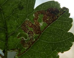 Stigmella oxyacanthella