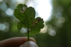 Stigmella oxyacanthella