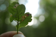 Stigmella oxyacanthella