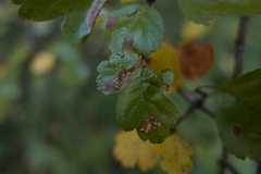 Stigmella oxyacanthella
