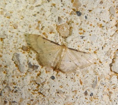 Idaea politaria