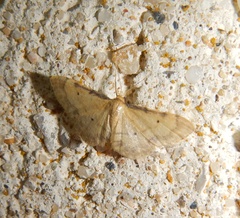 Idaea politaria