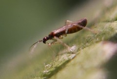 Dicyphus errans
