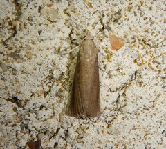 Thopeutis galleriellus