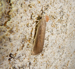 Thopeutis galleriellus