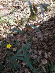 Fritillaria micrantha
