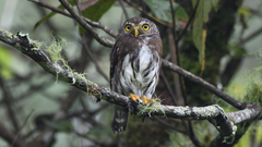 Glaucidium sanchezi