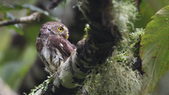 Glaucidium sanchezi