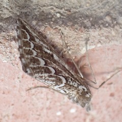 Compsoptera jourdanaria