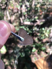 Nhambikuara cerradensis