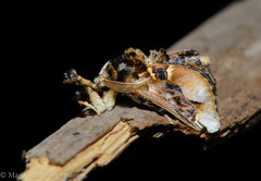 Paleophobetron perornata