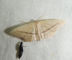 Idaea mediaria