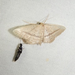 Idaea mediaria