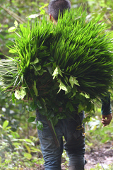 Chamaedorea radicalis