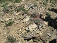 Eriogonum douglasii