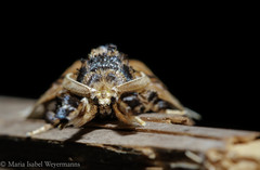 Paleophobetron perornata