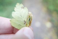 Phyllonorycter oxyacanthae