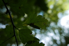 Phyllonorycter oxyacanthae
