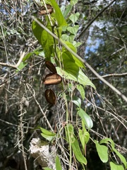 Dioscorea floridana