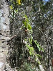 Dioscorea floridana