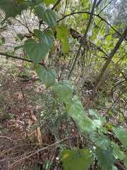 Dioscorea floridana