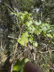 Dioscorea floridana