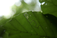 Stigmella tityrella