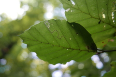 Stigmella tityrella