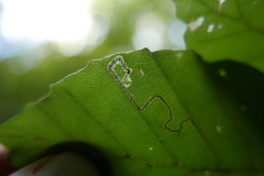 Stigmella tityrella